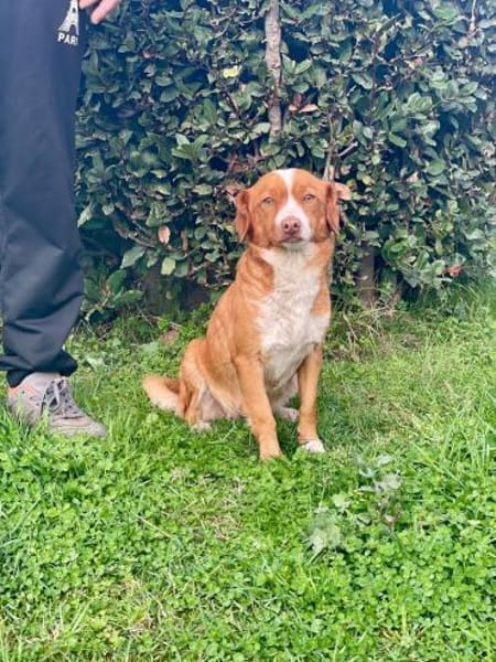 Polpetta 💜💜💜 sanfte, anhängliche Hünd