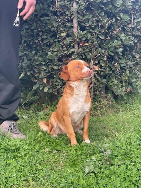 Polpetta 💜💜💜 sanfte, anhängliche Hünd