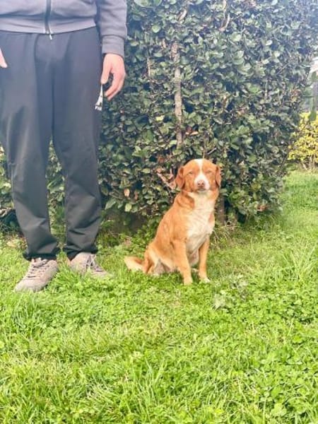 Polpetta 💜💜💜 sanfte, anhängliche Hünd