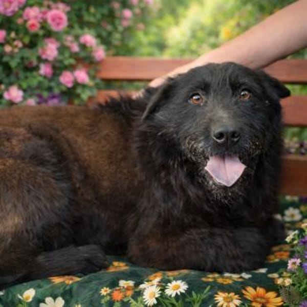 Arny-Leiser, sanfter Rüde auf der Suche