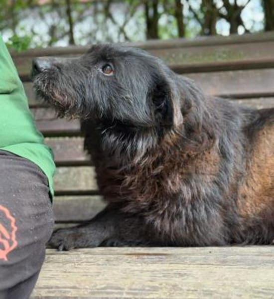 Arny-Leiser, sanfter Rüde auf der Suche