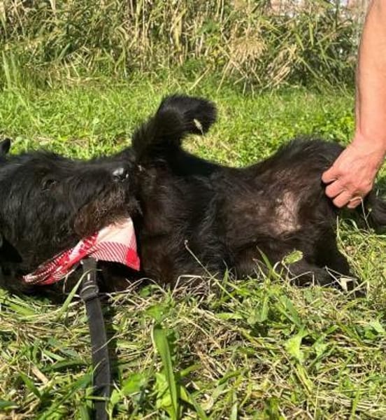 Arny-Leiser, sanfter Rüde auf der Suche