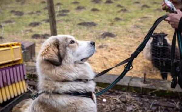 Wer schenkt Fina ein Zuhause?