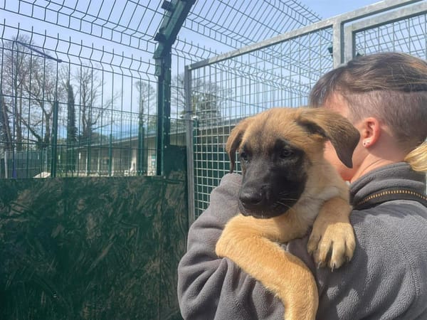 MARLEY QCN (a trouvé sa famille)