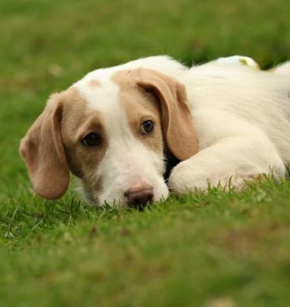 Ancho  ein kleines Herz sucht DICH...