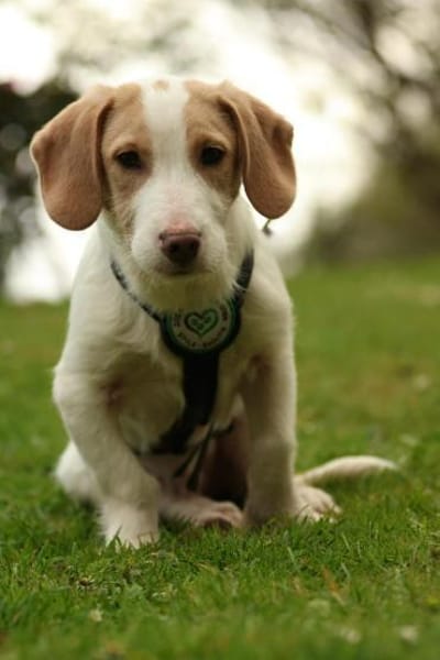 Ancho  ein kleines Herz sucht DICH...