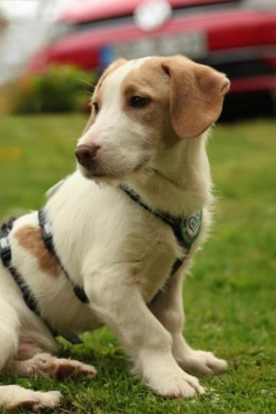 Ancho  ein kleines Herz sucht DICH...