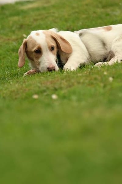 Ancho  ein kleines Herz sucht DICH...