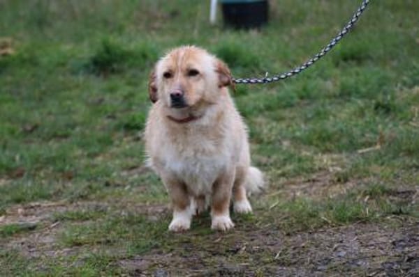 Fritzi - gutgelaunt u. sehr zutraulich