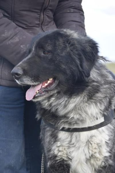 Lizi, eine auffallende Schönheit