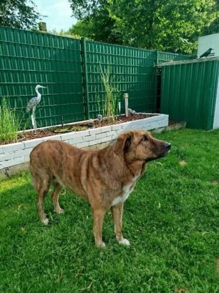 Maja sucht dringend ein neues Zuhause