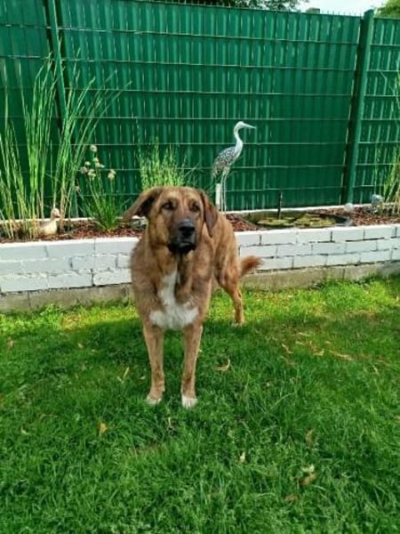 Maja sucht dringend ein neues Zuhause