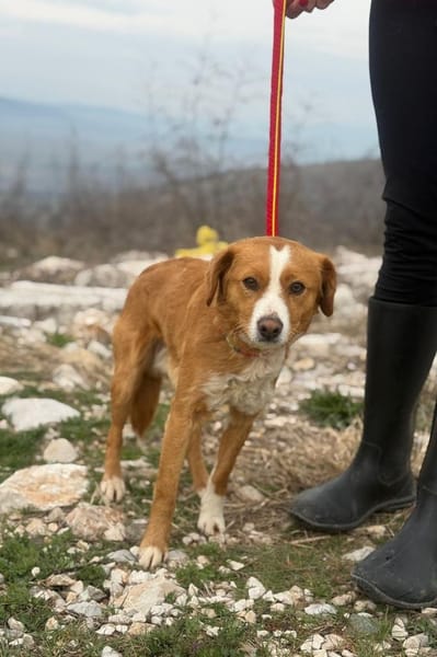 Chilli ist ein charmanter Gentleman