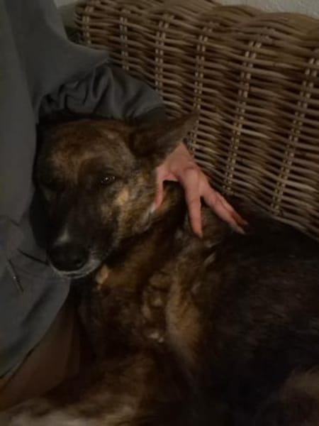 Emma sucht schon so lange ihr Zuhause