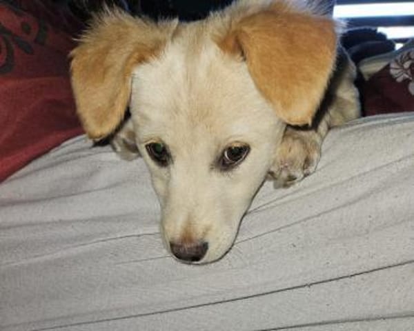 Supersüße Bella sucht ihr Zuhause