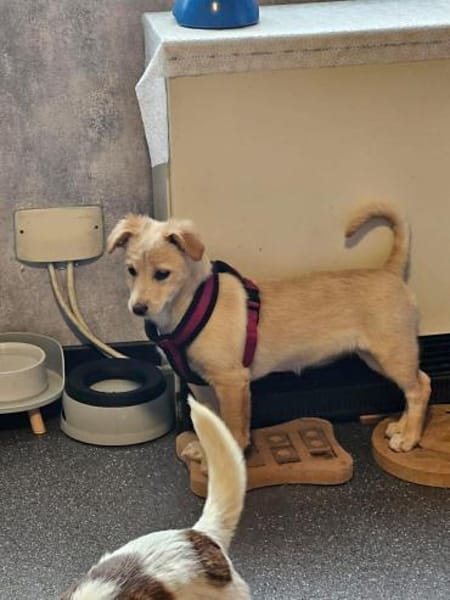 Supersüße Bella sucht ihr Zuhause