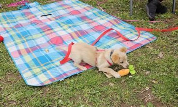 Supersüße Bella sucht ihr Zuhause