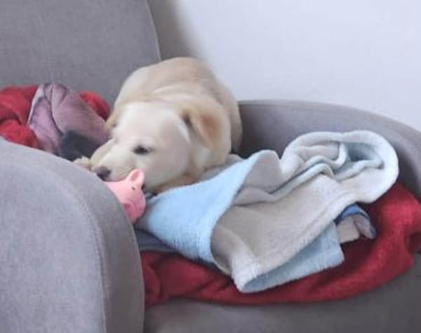 Supersüße Bella sucht ihr Zuhause