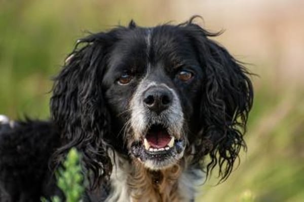 Dina sucht kuscheliges Plätchen