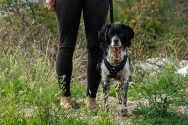 Dina sucht kuscheliges Plätchen