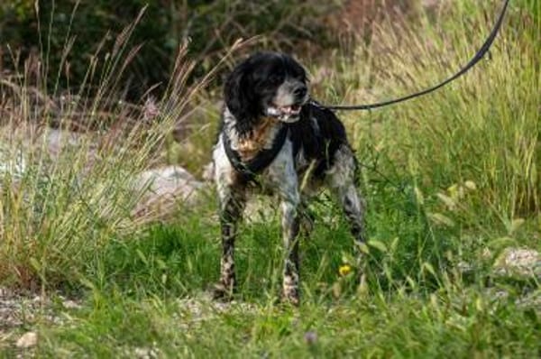 Dina sucht kuscheliges Plätchen