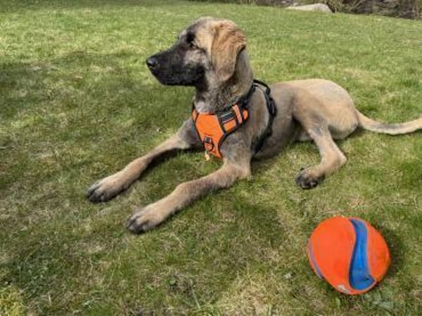 Samson - sanfter Hund sucht sein Zuhause