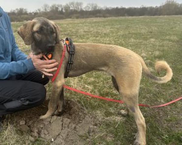 Samson - sanfter Hund sucht sein Zuhause