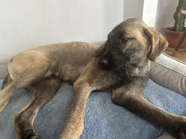 Samson - sanfter Hund sucht sein Zuhause
