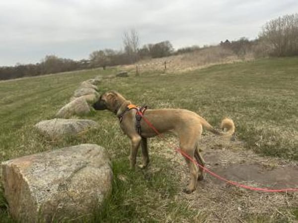 Samson - sanfter Hund sucht sein Zuhause