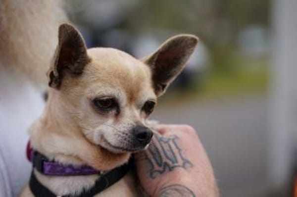 kleiner Keko sucht großes Glück