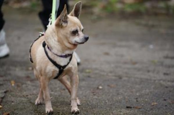 kleiner Keko sucht großes Glück