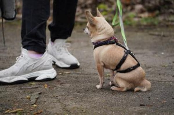 kleiner Keko sucht großes Glück