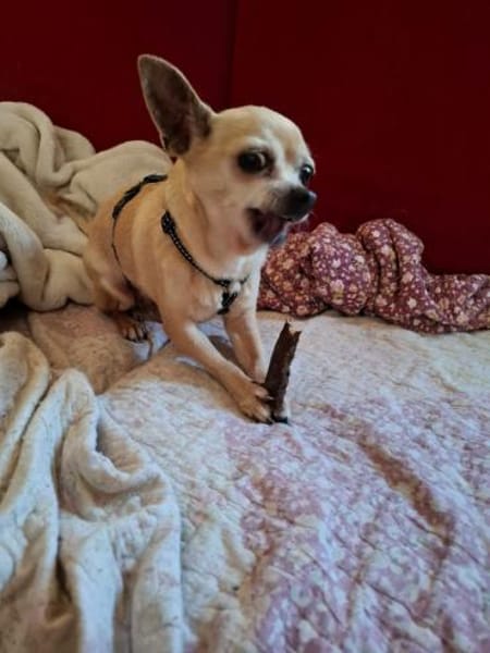 kleiner Keko sucht großes Glück