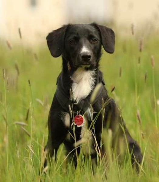 Tinella Kuschelmaus sucht ihr Famiie...