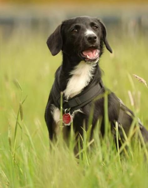 Tinella Kuschelmaus sucht ihr Famiie...