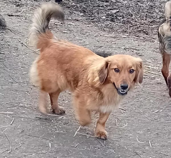 Liebenswerte Henna sucht euch