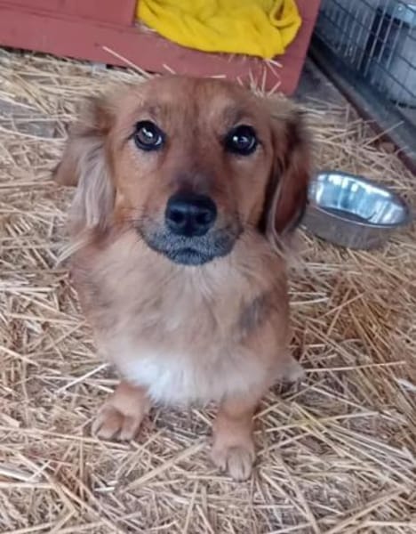 Liebenswerte Henna sucht euch