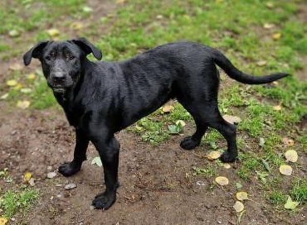 Freundliche MARA sucht Zuhause