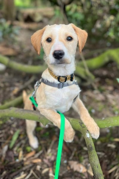 Ivy sucht ihr Glück