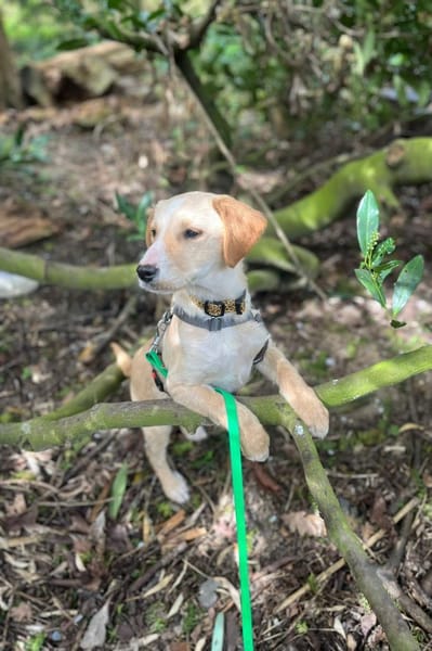 Ivy sucht ihr Glück