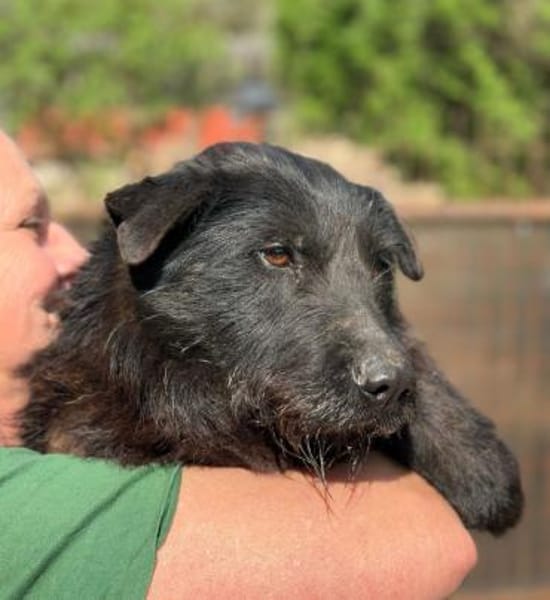 Arny-Leiser, sanfter Rüde auf der Suche