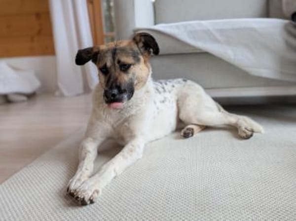 verspielte, liebe Stescha bei München!