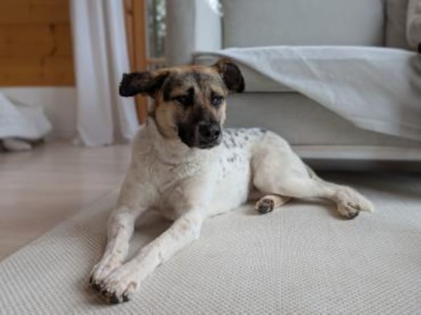 verspielte, liebe Stescha bei München!