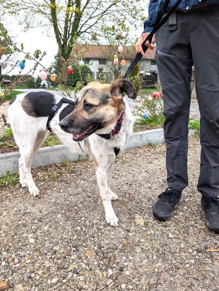 verspielte, liebe Stescha bei München!