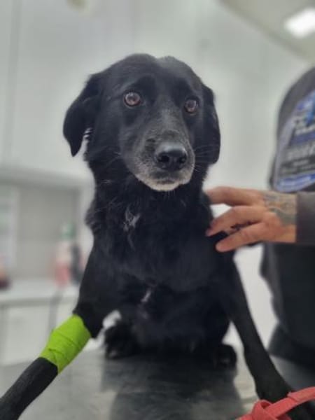 Maja - ruhige und sanfte Seele