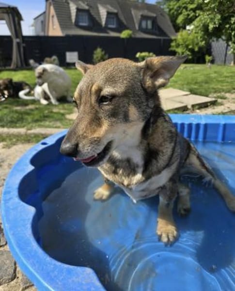 Lulu ❤sucht ihre Menschen