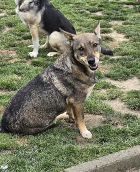 Lulu ❤sucht ihre Menschen