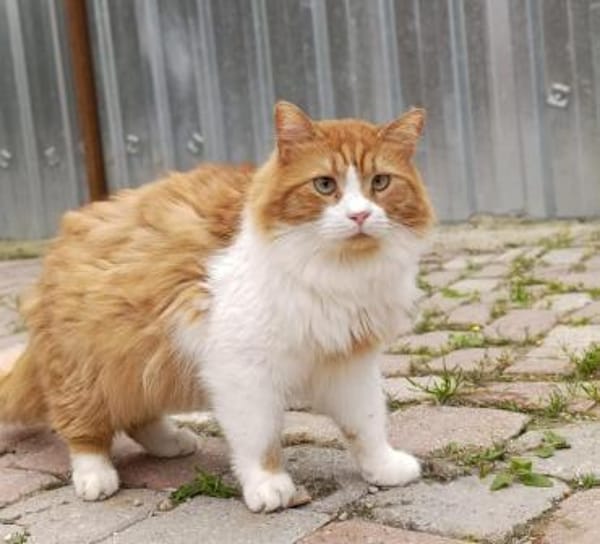 Viele arme Seelen suchen ein Zuhause