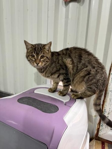 Viele arme Seelen suchen ein Zuhause