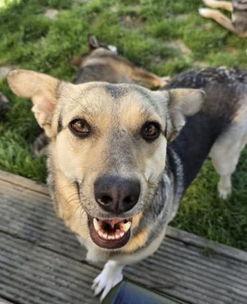 Dreamteam sucht gemeinsames Zuhause ❤